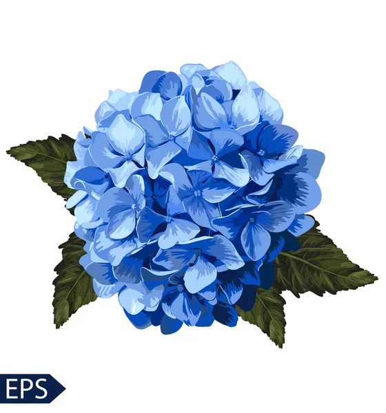 Vector blå realistiska hydrangea, lavendel. Illustration av blommor. — Stock vektor