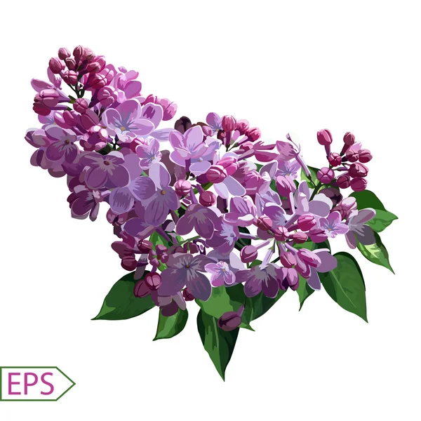 Spring izolate lilac flower for the design. Vector illustration — Stock Vector