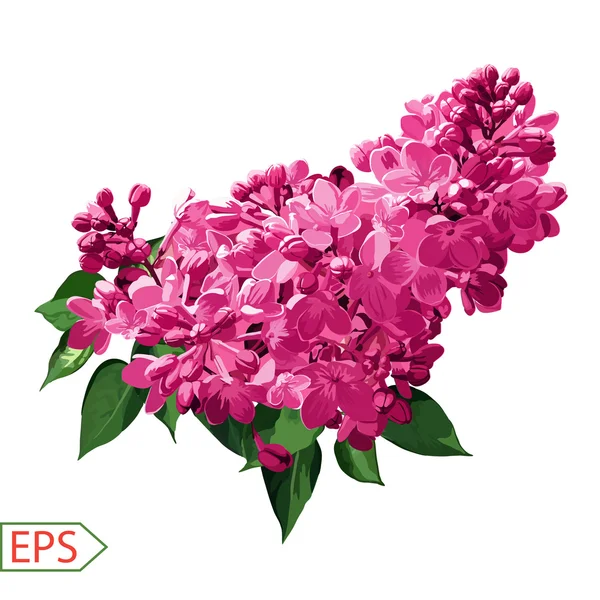 Spring izolate lilac flower for the design. Vector illustration — Stock Vector