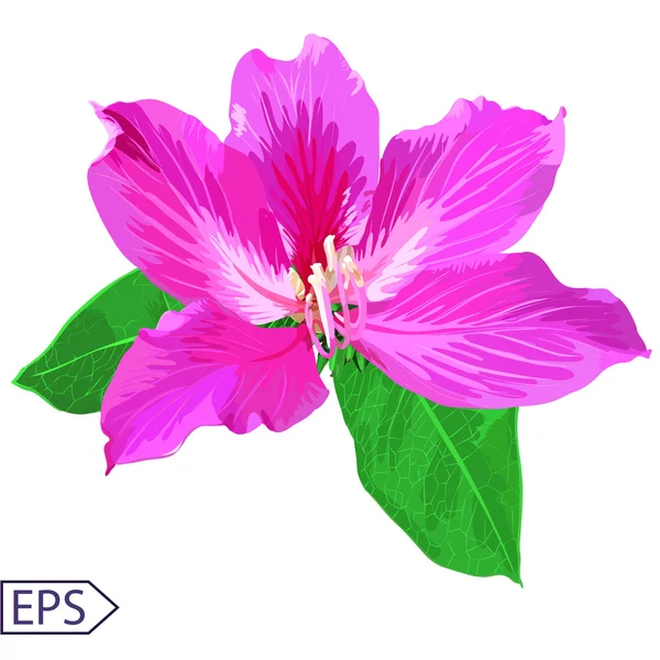 Geschilderde bloemen van naadloze vector achtergrond — Stockvector