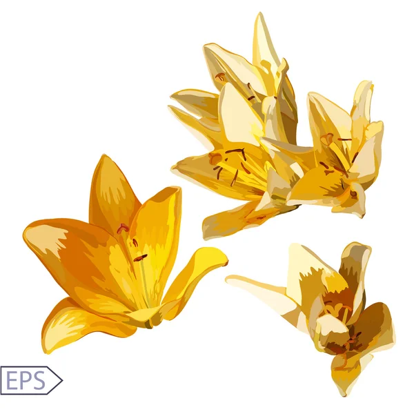 Lily blommor som med ljus isolerad på vit bakgrund. — Stock vektor