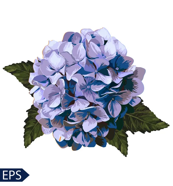 Ortensia realistica blu vettoriale, lavanda. Illustrazione di fiori. Vintage. Può essere utilizzato per carta da regalo. EPS — Vettoriale Stock