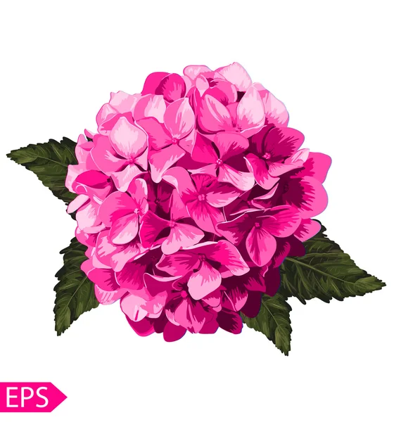 Ortensia realistica rosa vettoriale, lavanda. Illustrazione di fiori. Vintage. Può essere utilizzato per carta da regalo. EPS — Vettoriale Stock