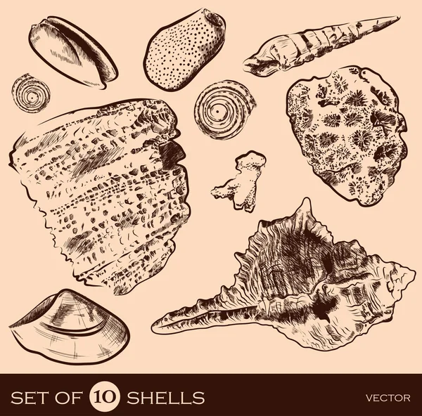 Colección de vectores de concha marina. Ilustración dibujada a mano original en estilo vintage — Vector de stock