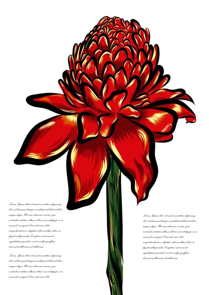 Etlingera tropical flower vector on a white background. — Stock Vector