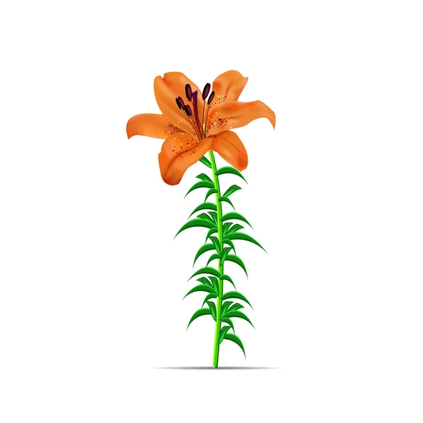 Illustratie met oranje lily bloem geïsoleerd op een witte achtergrond. Vector — Stockvector