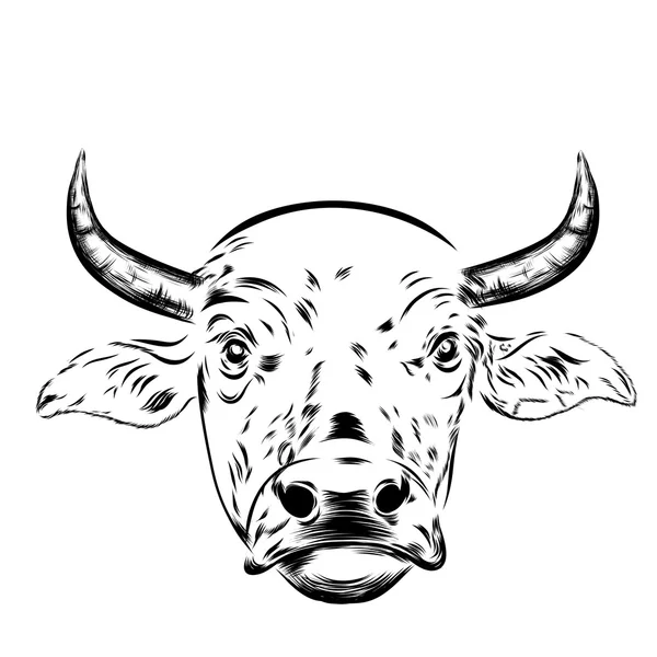 Black and white sketch of a asian cows face. Vector portrait. — Stock Vector