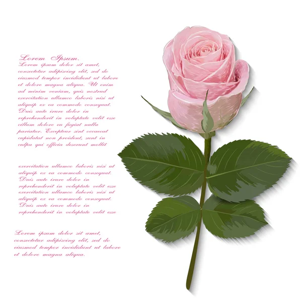 Rosa rosa flor mano dibujada para su diseño. Vector — Archivo Imágenes Vectoriales