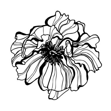 Vektör çiçek gözleri ayrıntılı el çekilmiş haşhaş çiçek.