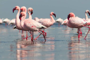 Güzel Afrika flamingolarına yaklaş. Durgun suda yansımalarla duruyorlar. Namibya