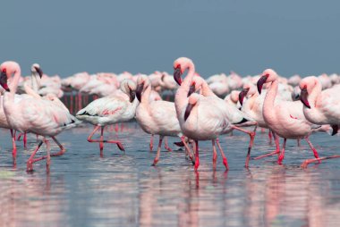 Güzel Afrika flamingolarına yaklaş. Durgun suda yansımalarla duruyorlar. Namibya
