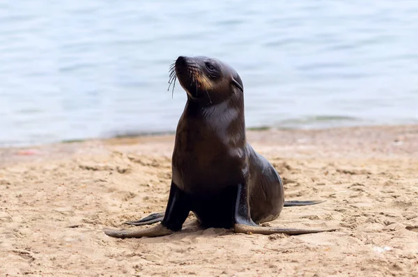 Primo Piano Cucciolo Foca Con Sfondo Sfocato Namibia — Foto Stock