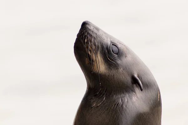 Primer Plano Una Foca Bebé Con Fondo Borroso Namibia —  Fotos de Stock