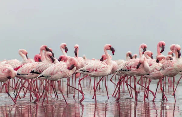 Közelről Gyönyörű Afrikai Flamingók Állnak Állva Csendes Vízben Reflexió Namíbia — Stock Fotó