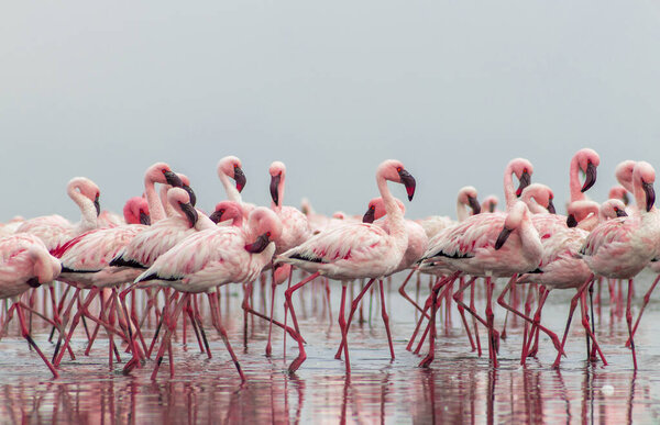 Close up of beautiful African flamingoes that are standing in still water with reflection. Namibia