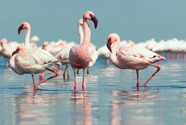 Close Van Prachtige Afrikaanse Flamingo Die Met Reflectie Stilstaand Water — Stockfoto