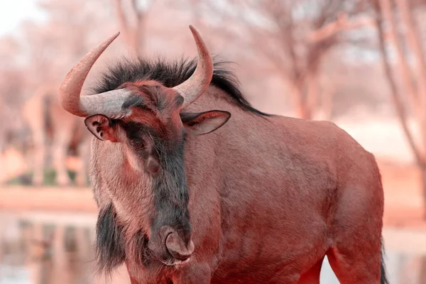 Αφρικανικά Άγρια Ζώα Blue Wildebeest Μεγάλη Αντιλόπη Περπάτημα Ξηρό Γρασίδι — Φωτογραφία Αρχείου