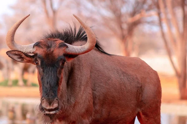 Africká Divoká Zvířata Modrý Pakambaly Velké Antilopy Procházky Suché Trávě — Stock fotografie