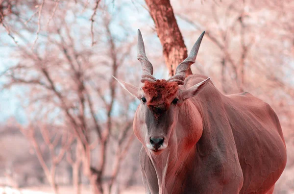 Imagens Bonitas Maior Antílope Africano Antílope Africano Selvagem Eland Imagens — Fotografia de Stock