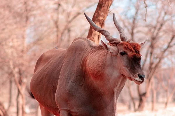 Prachtige Beelden Van Afrikaanse Grootste Antilope Wilde Afrikaanse Landantilope Close — Stockfoto