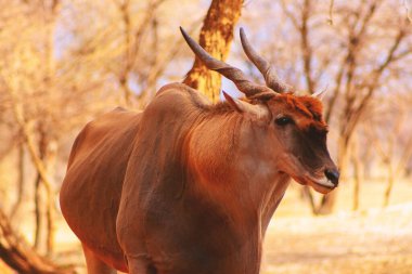 Afrika 'nın en büyük antilopunun güzel görüntüleri. Afrika antilopları Namibya, Afrika