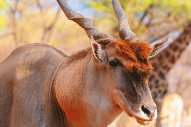 Beautiful Images  of African largest Antelope. Wild african Eland antelope  close up, Namibia, Africa clipart