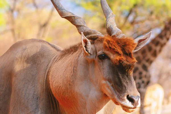 Imagens Bonitas Maior Antílope Africano Antílope Africano Selvagem Eland Imagens — Fotografia de Stock