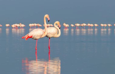 Güzel Afrika flamingolarına yaklaş. Durgun suda yansımalarla duruyorlar. Namibya