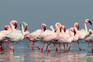 Güzel Afrika flamingolarına yaklaş. Durgun suda yansımalarla duruyorlar. Namibya