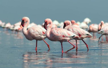 Güzel Afrika flamingolarına yaklaş. Durgun suda yansımalarla duruyorlar. Namibya