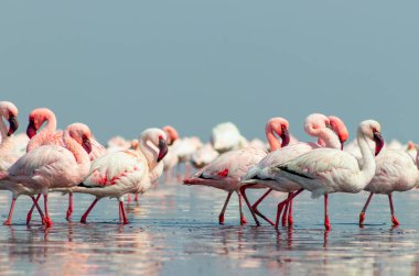 Güzel Afrika flamingolarına yaklaş. Durgun suda yansımalarla duruyorlar. Namibya