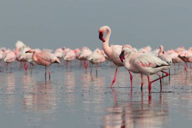 Güzel Afrika flamingolarına yaklaş. Durgun suda yansımalarla duruyorlar. Namibya