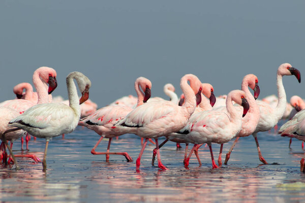 Close up of beautiful African flamingos that are standing in still water with reflection. Namibia