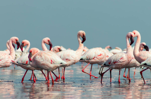 Close up of beautiful African flamingos that are standing in still water with reflection. Namibia