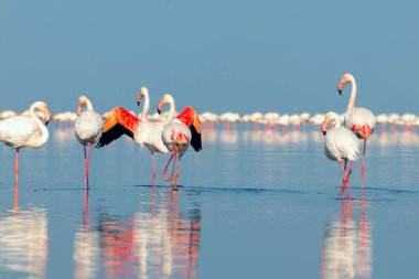 Güzel Afrika flamingolarına yaklaş. Durgun suda yansımalarla duruyorlar. Namibya