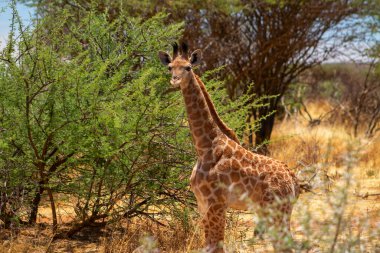 Vahşi Afrikalı hayatı. Güneşli bir günde Savannah 'da bebek bir Güney Afrika zürafası. Namibya