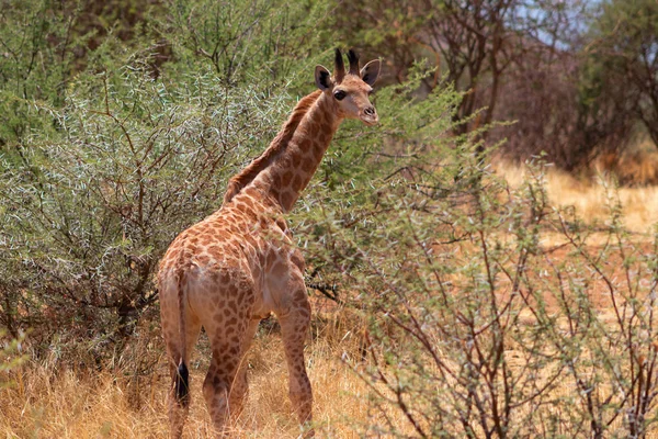 Wild african life. A baby South African giraffe on savannah on a sunny day. Namibia