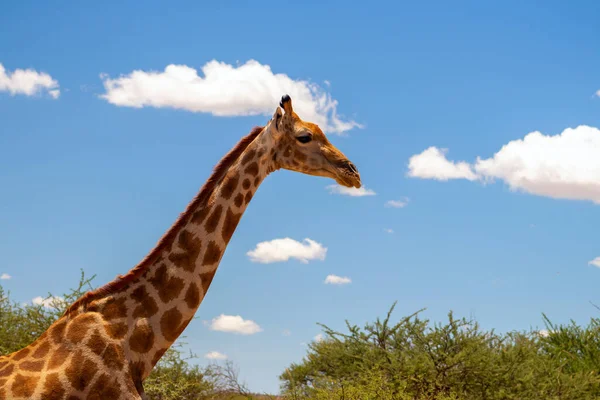 Dzikie Afrykańskie Życie Duża Wspólna Południowoafrykańska Żyrafa Letnim Błękitnym Niebie — Zdjęcie stockowe