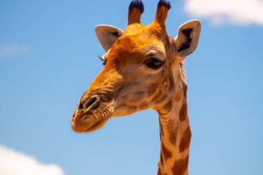 Vahşi Afrikalı hayatı. Yazın mavi gökyüzünde yaygın bir Güney Afrika zürafası. Namibya