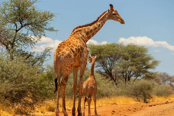 Wild african life. A large and baby common African giraffes on savannah on a sunny day. Namibia