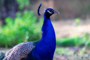 Afrika tavus kuşuna yakından bakın. Büyük ve parlak renkli bir kuş. Güzel tavus kuşunun portresi
