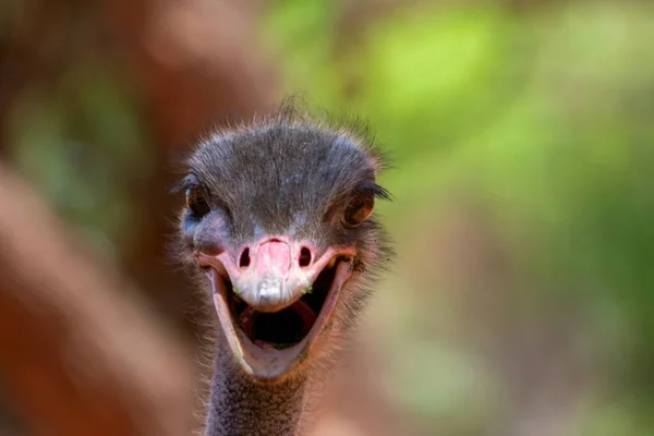 Großaufnahme Des Afrikanischen Straußenvogelkopfes Auf Dem Verschwommenen Hintergrund Namibia — Stockfoto