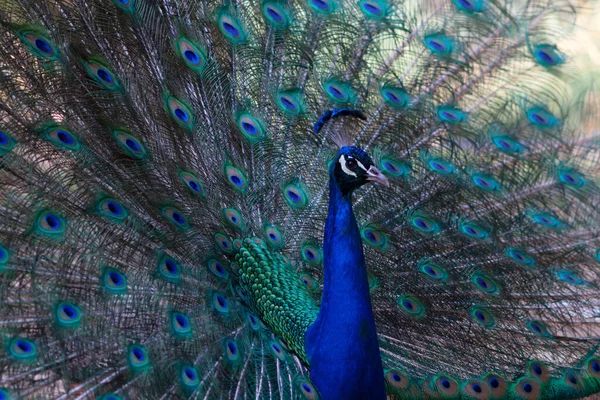 Retrato Belo Pavão Com Penas Para Fora Pássaro Grande Brilhantemente — Fotografia de Stock