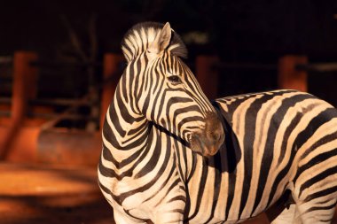 Afrika zebrasının ulusal parktaki güzel görüntüleri. Namibya, Afrika