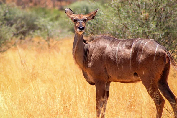 Afrika Çalılarının Arasında Duran Daha Büyük Bir Kudu Ormanlık Antilop — Stok fotoğraf