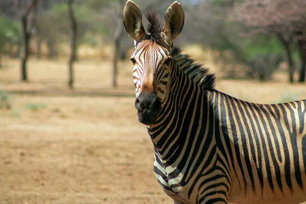 Osamělá Namibijská Zebra Stojící Uprostřed Savany — Stock fotografie