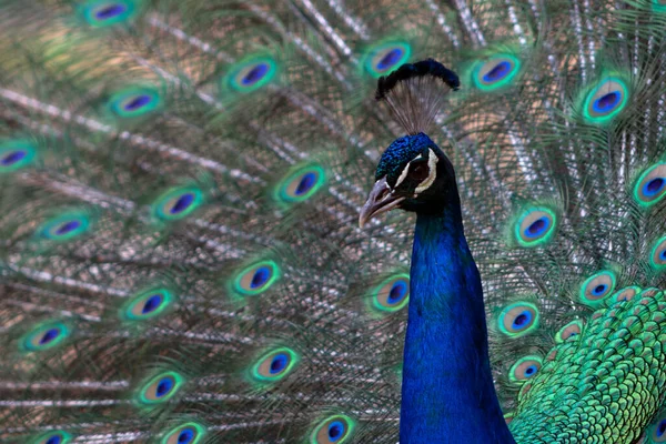 Retrato Hermoso Pavo Real Con Plumas Hacia Fuera Pájaro Grande —  Fotos de Stock