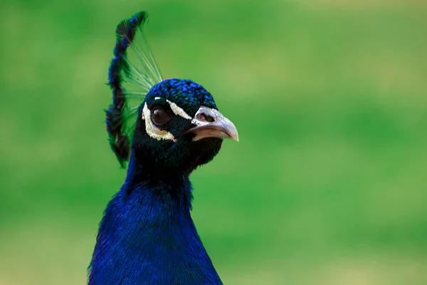 Close Van Schattige Pauw Grote Heldere Vogel Een Groene Achtergrond — Stockfoto