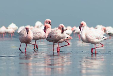 Güzel Afrika flamingolarına yaklaş. Durgun suda yansımalarla duruyorlar. Namibya