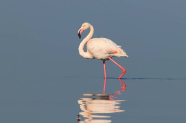 Vahşi Afrika kuşları. Pembe bir Afro flamingo kuşu gölde dolaşıp yiyecek arıyor. Namibya